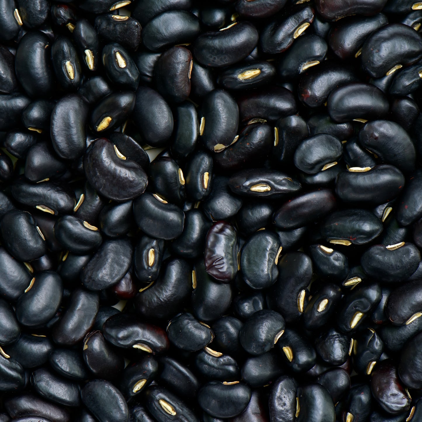 Frijol negro