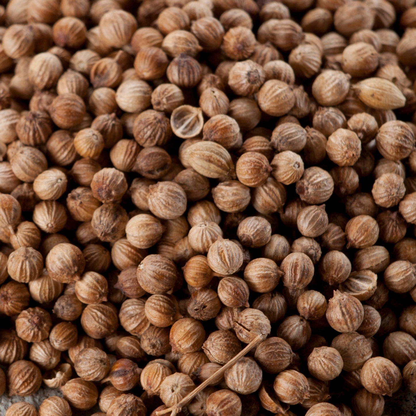 Semillas de culantro