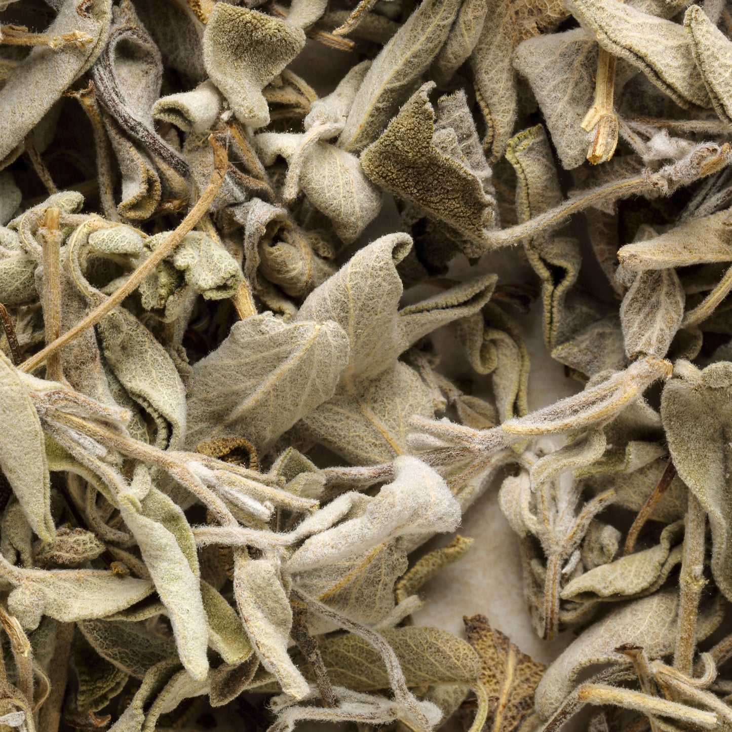 Salvia
