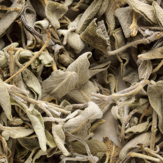 Salvia