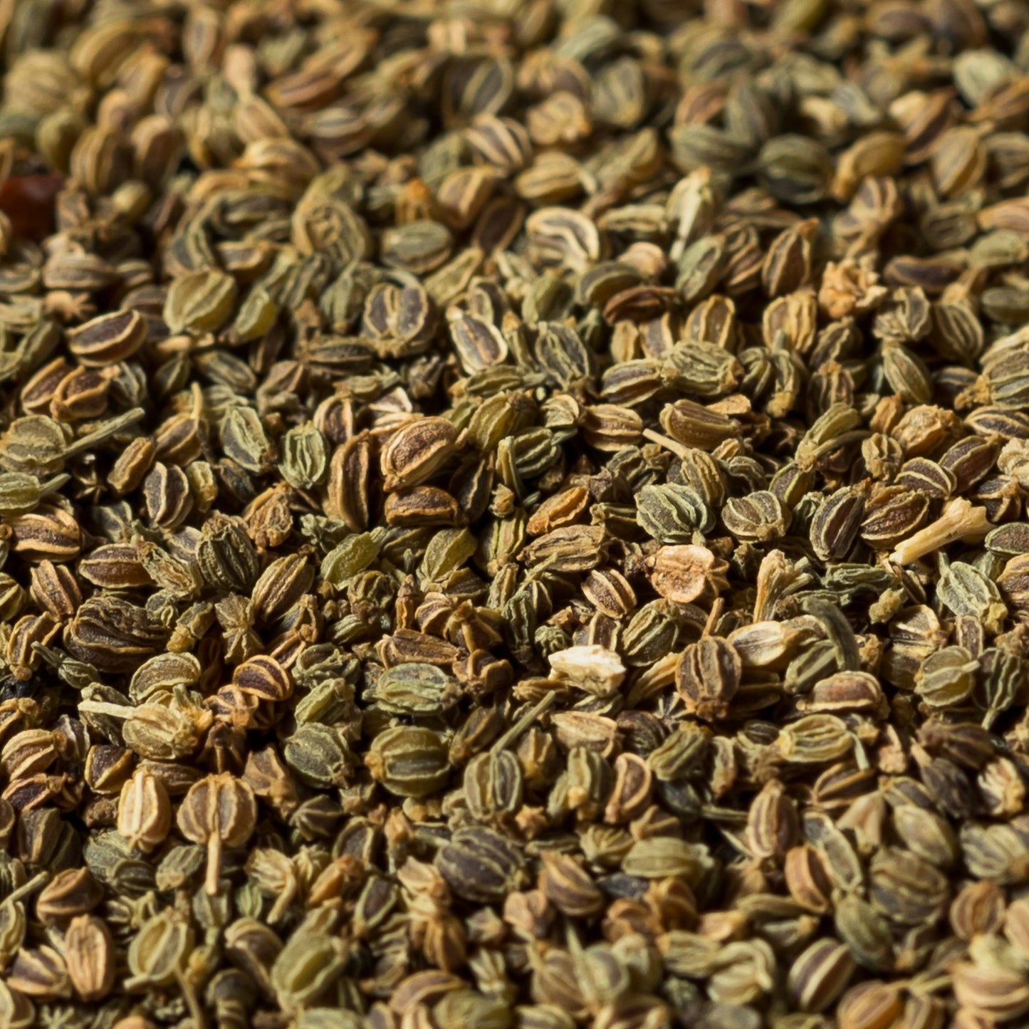 Semillas de apio