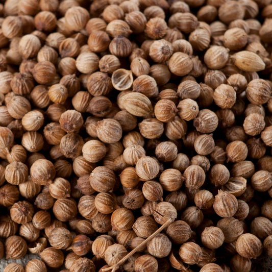 Semillas de culantro